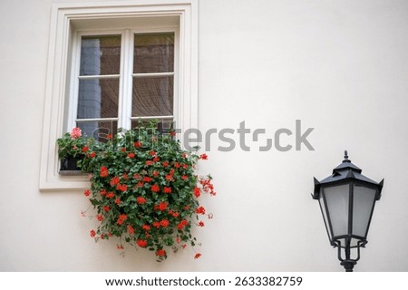 a bright facade window with white frames, under which is a flower box with abundantly blooming red flowers and green leaves, and next to it is a black street light pole.