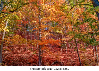 Bright Fall Colors In Southern Ontario