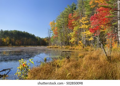 Bright Fall Foliage Along Shore Of Open Waters Of Quincy Bog In Plymouth, New Hampshire.