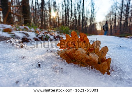 The bright fallen oak leaf among blue snow and ice in the winter wood. Evening, the sun comes, the man's silhouette among trees
