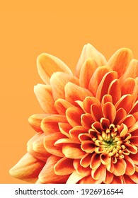 bright floral summer background of orange chrysanthemum. Mobile photography