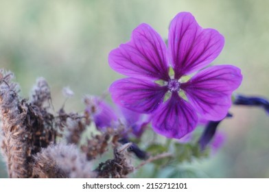 A Bright Flower Of High Mallow In The Blurred Background