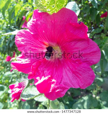 A bright flower on which a bee sits and collects nectar, a summer garden with a huge bright flower, a green garden.