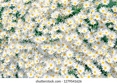 Bright flower pattern