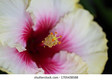 bright flower of varietal room hibiscus "Valentine's Day" on a black background close-up