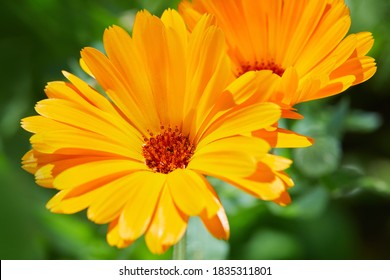 Bright flowers of calendula  (Calendula officinalis), growing in the garden in a snny day.