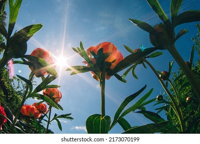 Bright flowers and leaves of red peony against blue sky with sunlight, sunbeams. Beautiful floral background, copy space for text. Concept of summer in country house. Bottom view, selective focus.