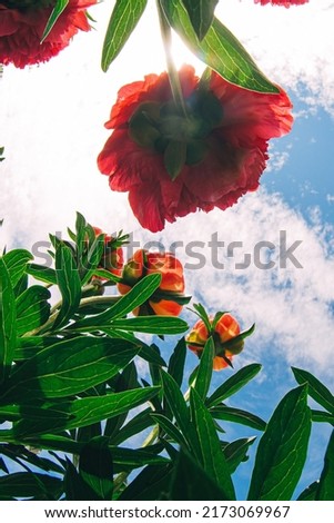 Bright flowers and leaves of red peony against blue cloudy sky. Beautiful floral background, copy space for text. Concept of summer in country house. Bottom view, selective focus.