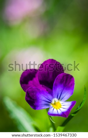 Similar – sun seekers Blume Blüte