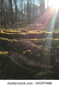 bright forest