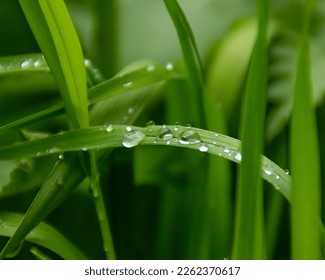 bright fresh green grass with drops of water after rain and blurred green background
