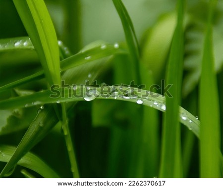bright fresh green grass with drops of water after rain and blurred green background