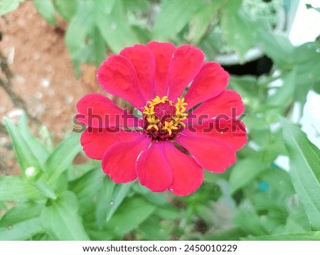 Bright and fresh of pink Zinia elegans in the garden. with sick leaves. dried flowers zinia elegans