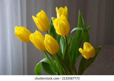 Bright fresh yellow tulips close up. Close-up of tulip buds. Bouquet of tulips. - Powered by Shutterstock