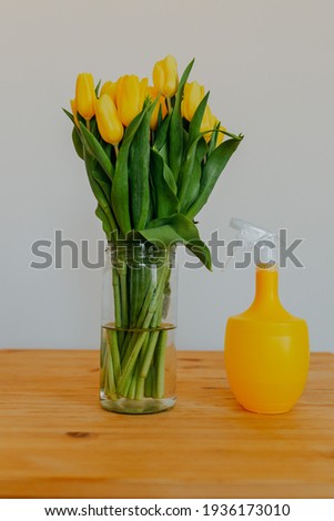Bright fresh yellow tulips on white background. Bunch of yellow tulips in big glass jar. Spring flowers in glass vase. Flowers and water sprayer on table.