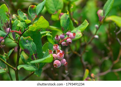 Bright fruit growing on a bush in the forest