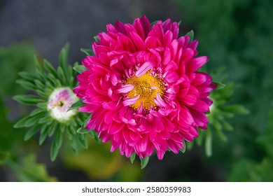 Flor aster fucsia brillante