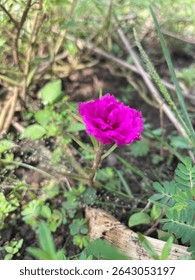 Una flor fucsia brillante