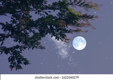 Bright Full Moon With Beautiful Leaves In Spring