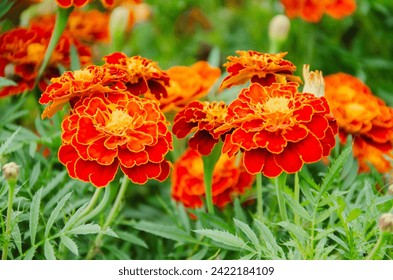 Bright Garden Marigold Flowers. High quality photo - Powered by Shutterstock