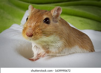 Cute animals  Bright-gerbil-on-white-background-260nw-1639990672