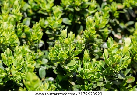 Bright glossy young green foliage on bush of boxwood Buxus sempervirens or European box. Evergreen garden. Close-up. Texture of leaves as background. Nature concept for design. Selective focus.