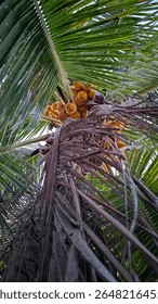 Bright golden coconuts hang amidst green and dry fronds on a tall palm tree, viewed from below. This image captures tropical abundance and natural beauty.