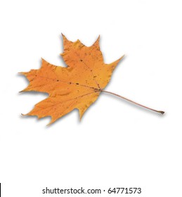 Bright Golden Orange Yellow Fall Autumn Sugar Maple Leaf (Acer Saccharum) Close Up Macro Isolated On White Background Cut Out Silo.