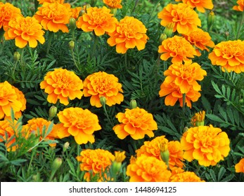 Bright golden yellow marigold (Tagetes erecta) flowers in the field, seamless image.