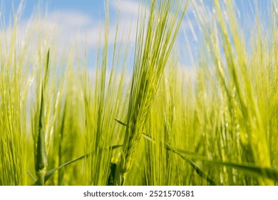 Bright green barley plants grow tall and vibrant, swaying lightly in the warm breeze. The clear blue sky provides a serene backdrop, enhancing the beauty of the field. - Powered by Shutterstock