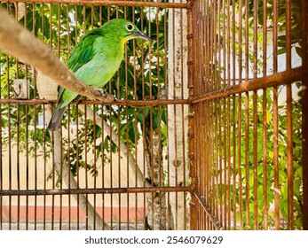 A bright green bird perched in a brown cage, surrounded by lush greenery. The setting evokes a feeling of natural serenity. - Powered by Shutterstock