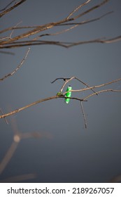 Bright Green Bobber Floating At The Top Of Water