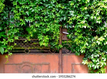 Bright Green Boston Ivy Waxy Leaves With Dense Foliage In Bright Light Climbing On Old Grunge . Background Image. Grown And Climbing On Old Grunge Metal Chainlink Fence. Freshness And Outdoors Concept