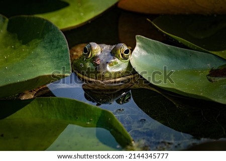bright green bullfrog sitting in a pond waiting for a bug to eat