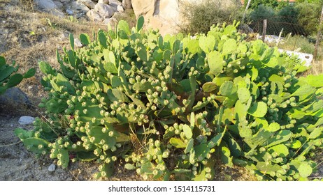 Bright green cacti with prickly pears and yellow flowers, edible cactus in the wild, Greece
