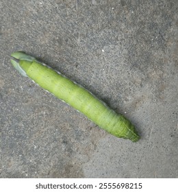 Bright green caterpillar with a pointed horn-like tail, resting on a textured concrete surface - Powered by Shutterstock