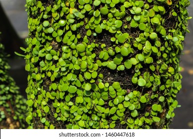 Bright Green Close Up Of Peperomia Rotundifolia Creeping Buttons Climbing Succulent Vine On Tree