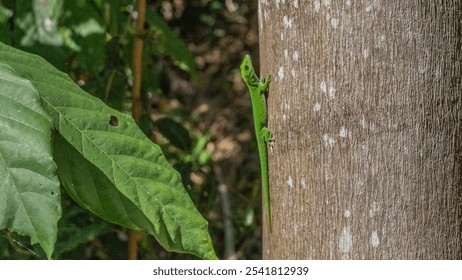 A bright green day gecko Phelsuma madagascariensis climbs the trunk of a tree. A long tail, eyes, paws, and fingers are visible. Side view. A large leaf is nearby. Madagascar. - Powered by Shutterstock