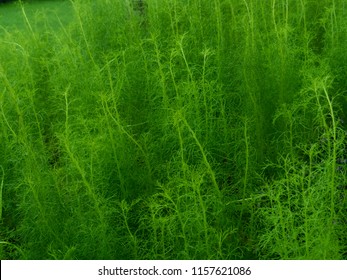 is fennel poisonous to dogs