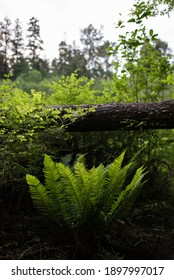 Bright Green Fern, Backlit, Serene Nature Scene. 