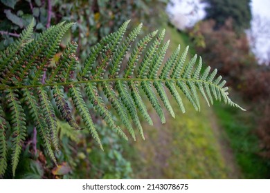 bright green fern leaf overhanging a farm track isolated with Autumn colours in the background