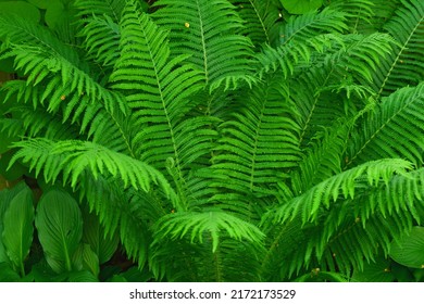 Bright Green Fern Leaf Thriving In A Garden. Group Of Fern Plants Growing In Lush Vibrant Tropical Environment Fresh Floral Tree With Vine-like Textures For Outdoor Shade Or Earthy, Nature Decoration