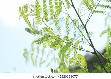 Bright green fern leaves illuminated by sunlight, capturing the intricate natural design and texture. - Powered by Shutterstock