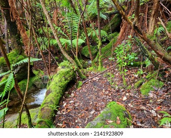 Bright green ferns and moss covered trees and boulders beside path and flowing creek through rainforest  