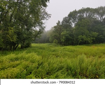 Bright green field on a foggy day