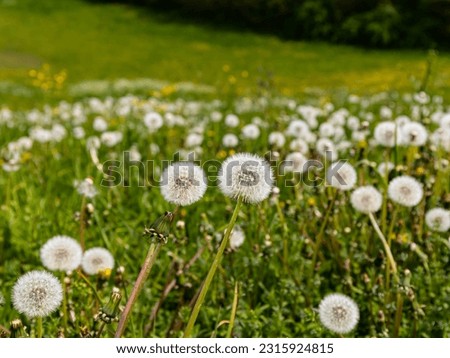 Bright green field with thousands of dandelions. Once yellow flowers, reminiscent of small suns - now white, gray fluffy dandelions
