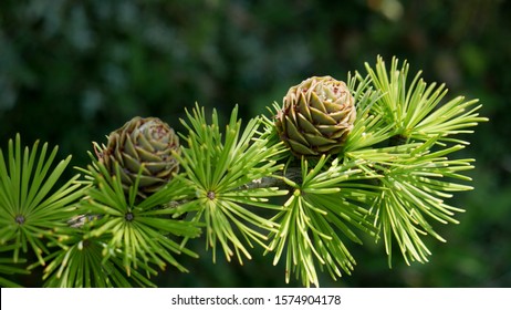 Bright green fluffy branches with cones of larch tree Larix decidua Pendula in summer day. Natural beauty of elegant larch tree twig. Close-up branch of young larch as green spring background