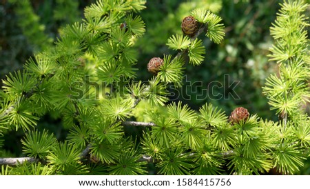 Bright green fluffy branches with cones of larch tree Larix decidua Pendula in summer day. Natural beauty of elegant larch tree twig. Close-up branches of young larch 