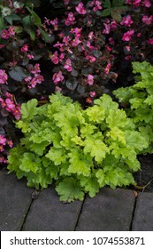 Bright Green Foliage Of Heuchera Lime Marmalade In Autumn Garden