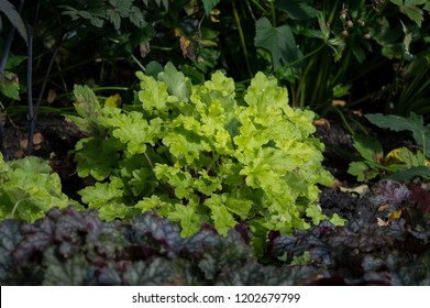 Bright Green Foliage Of Heuchera Lime Marmalade In Autumn Garden